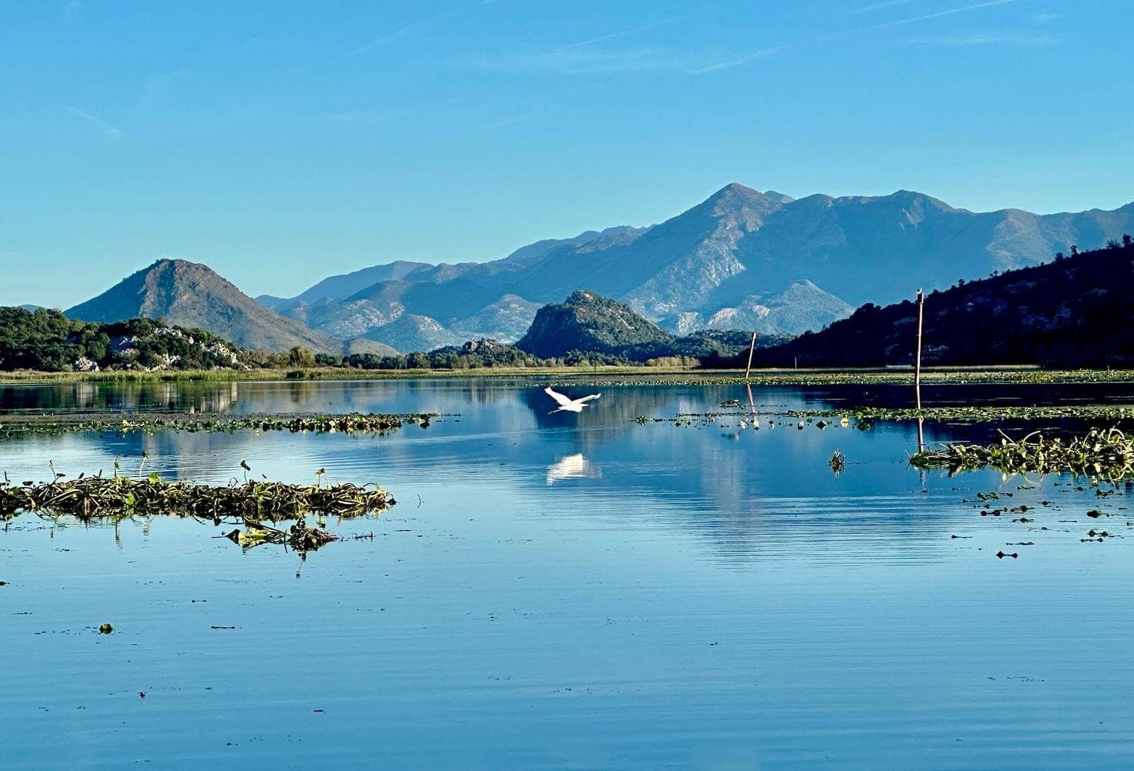 Oiseaux en vol au-dessus du lac Skadar, Monténégro