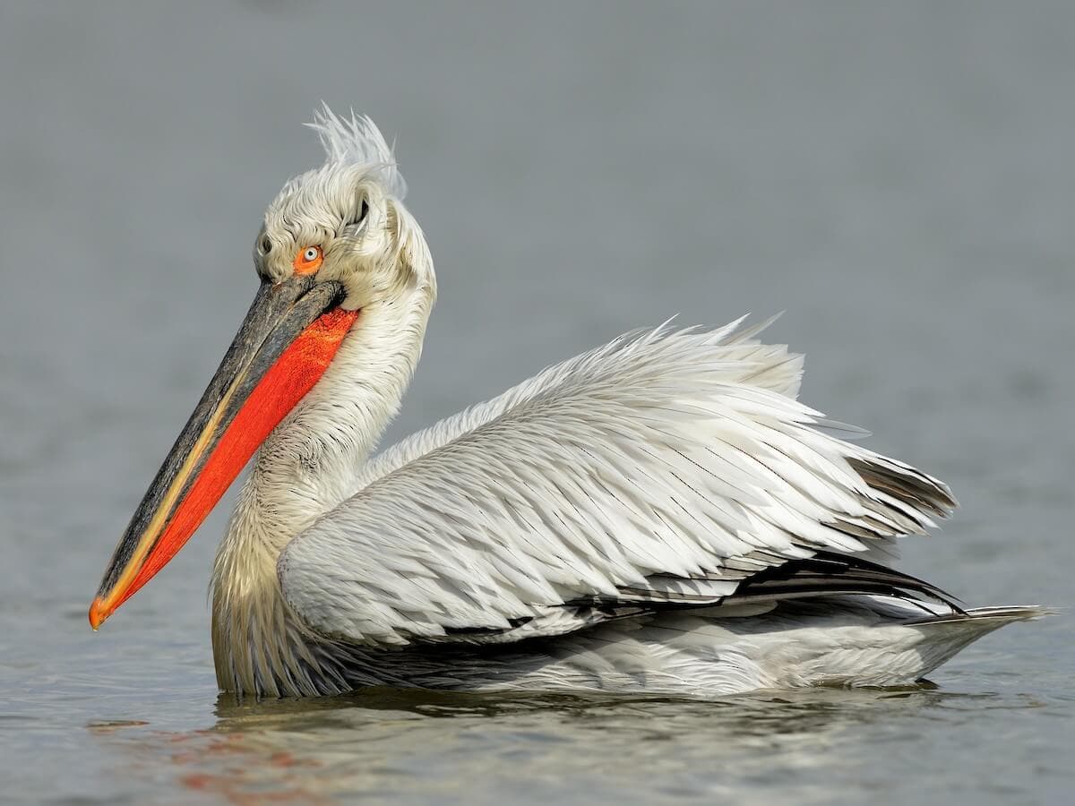 Pélican frisé, l'espèce phare du lac Skadar, avec sa nuque frisée et sa poche gulaire orange de reproduction