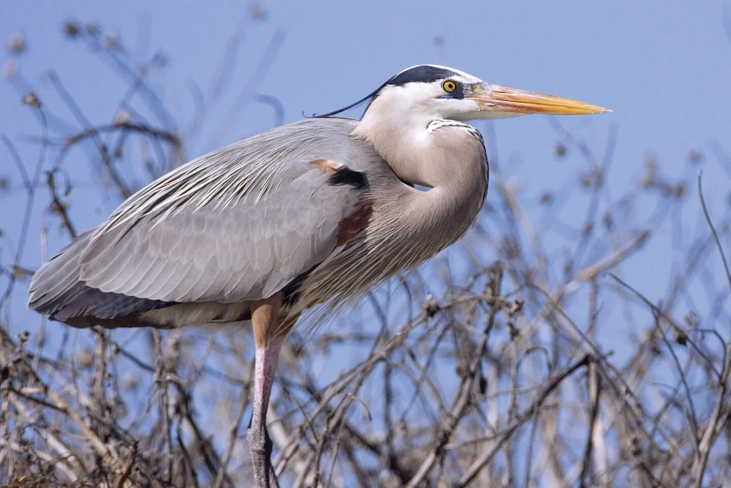 Un héron se tient immobile au bord de l'eau, au milieu de la végétation riveraine du lac Skadar