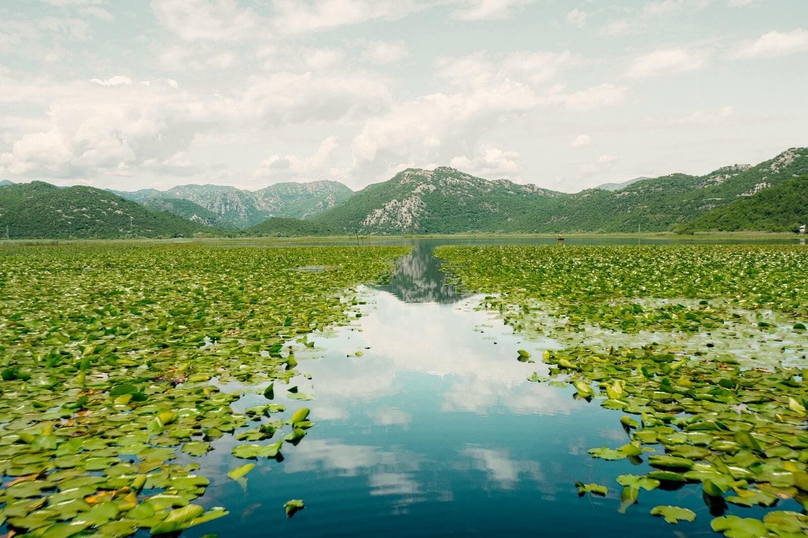 Zones humides du lac Skadar