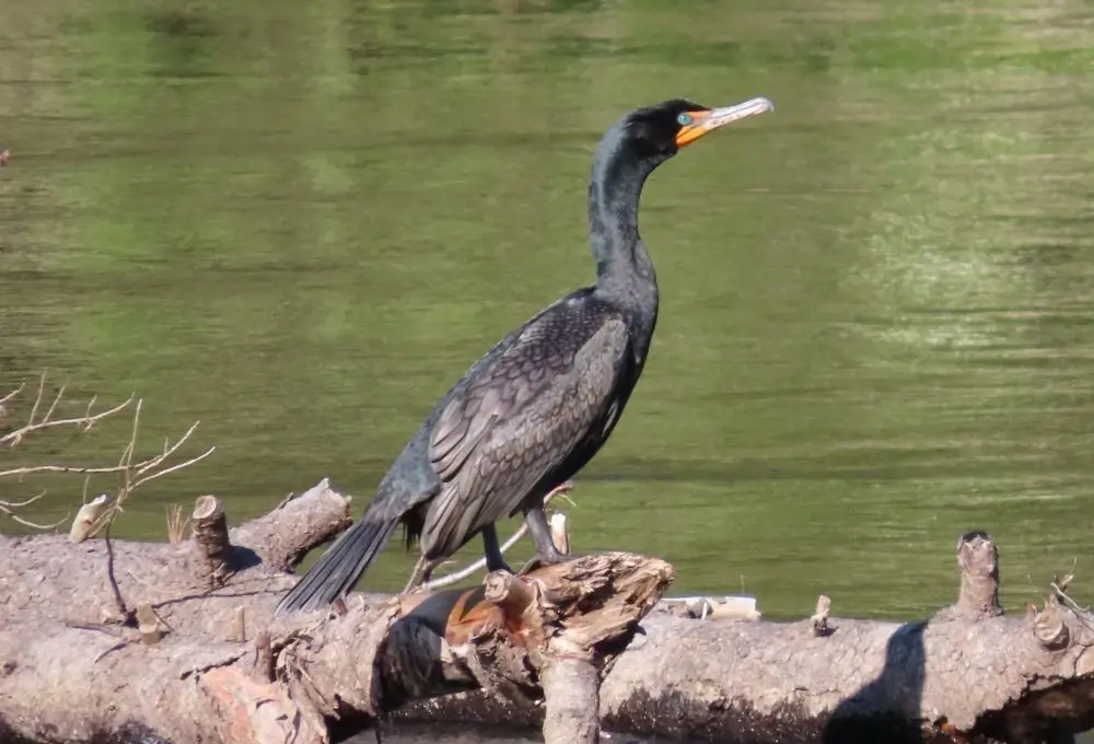 Un cormoran perché sur un tronc renversé au-dessus des eaux vertes du lac Skadar