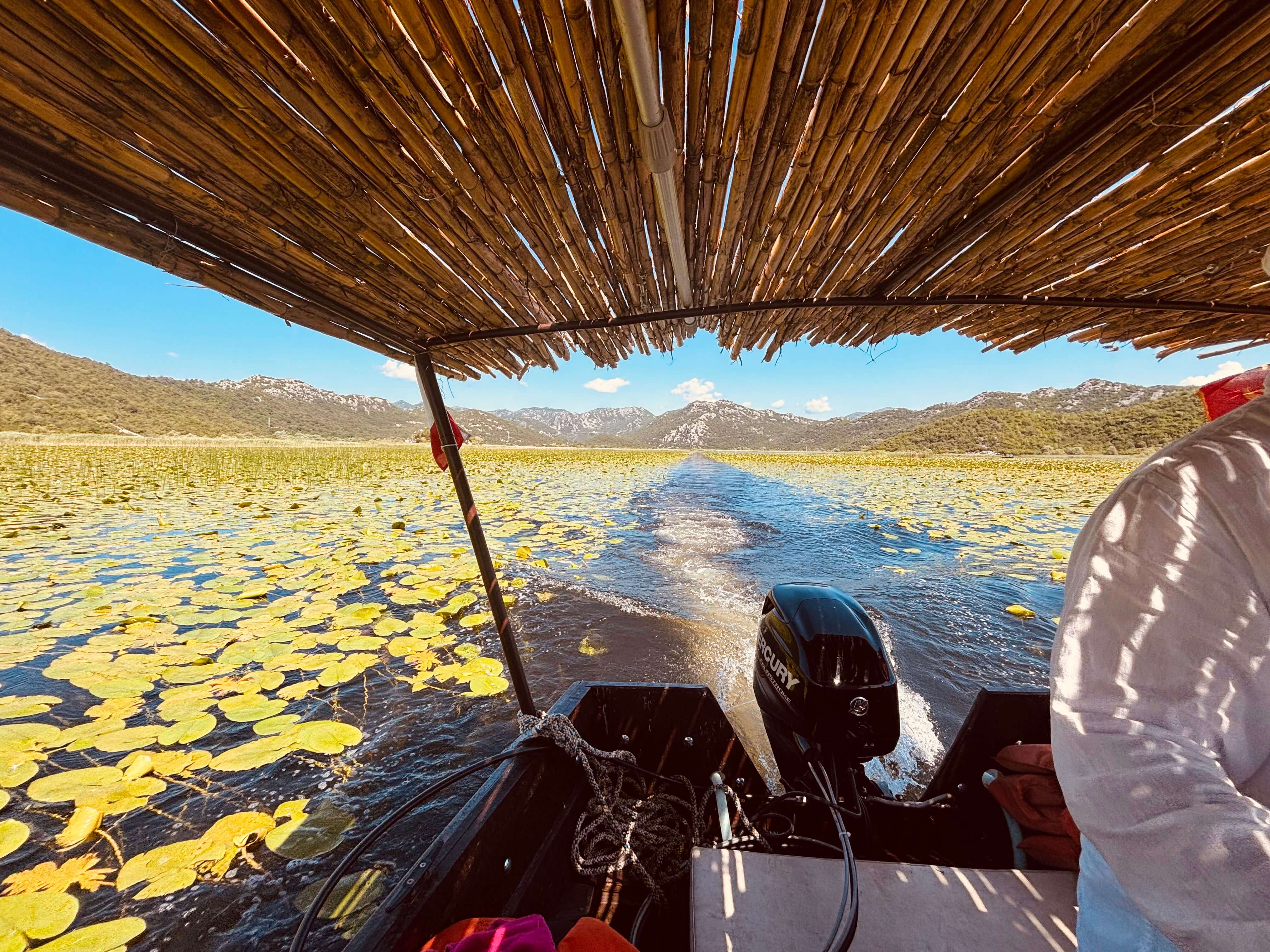 Vue depuis un bateau privé de Blue Horizon, sous le toit de roseaux, sur les nénuphars du lac Skadar