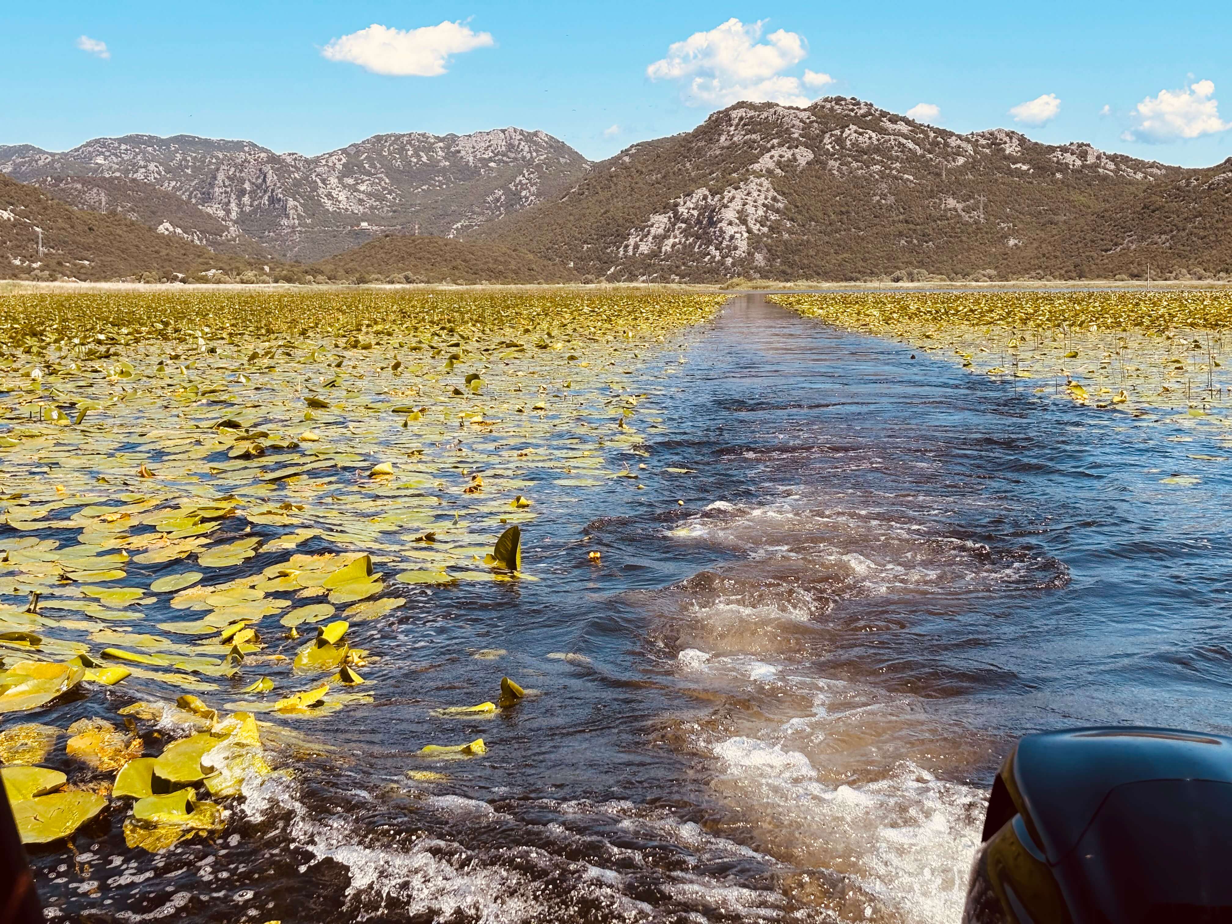 Bateau traversant les champs de nénuphars en direction des montagnes lors d'une excursion dans le canyon du lac Skadar
