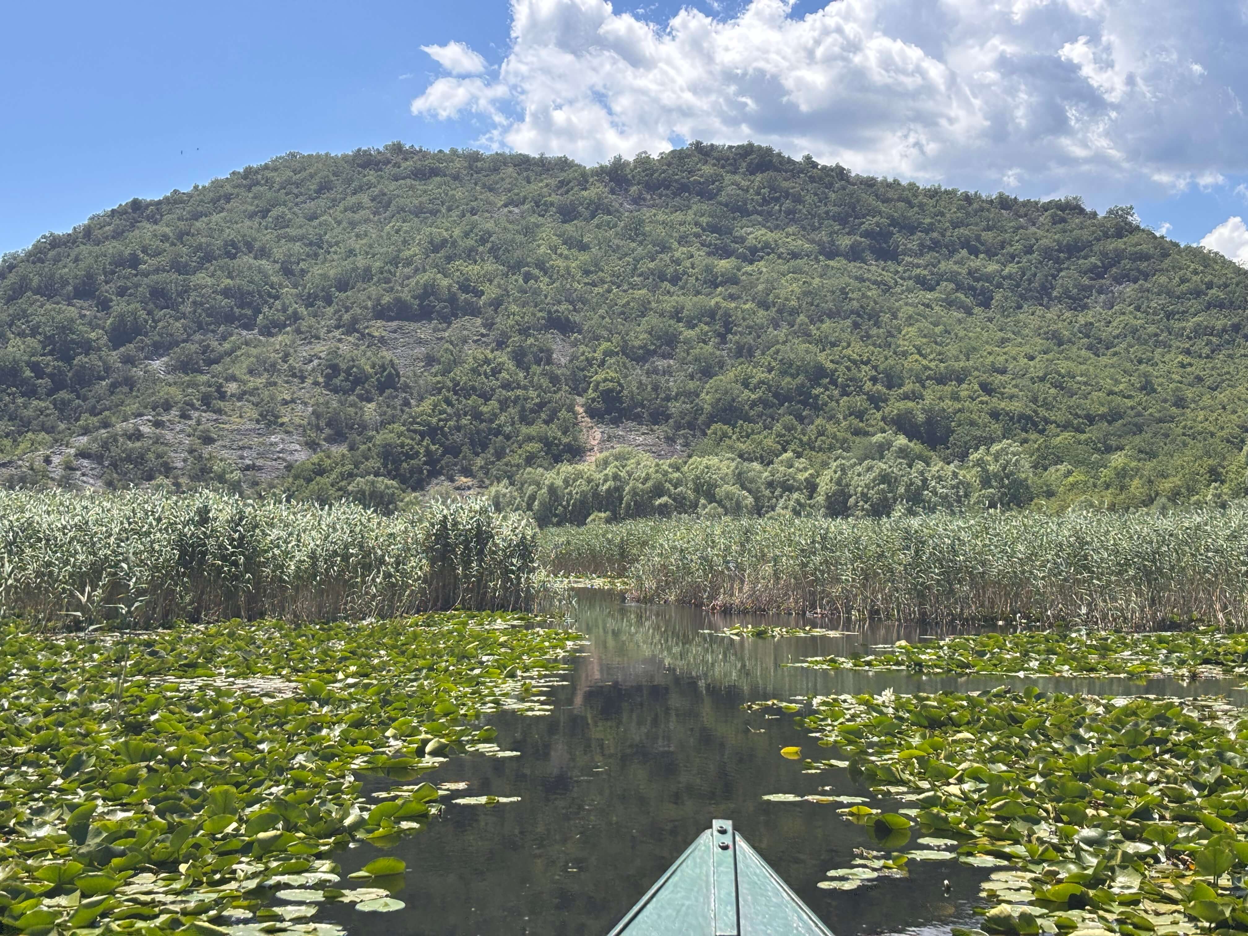 Proue du bateau glissant parmi les nénuphars au pied d'une montagne boisée lors de l'excursion L'Amazonie sur les trois rivières, lac Skadar