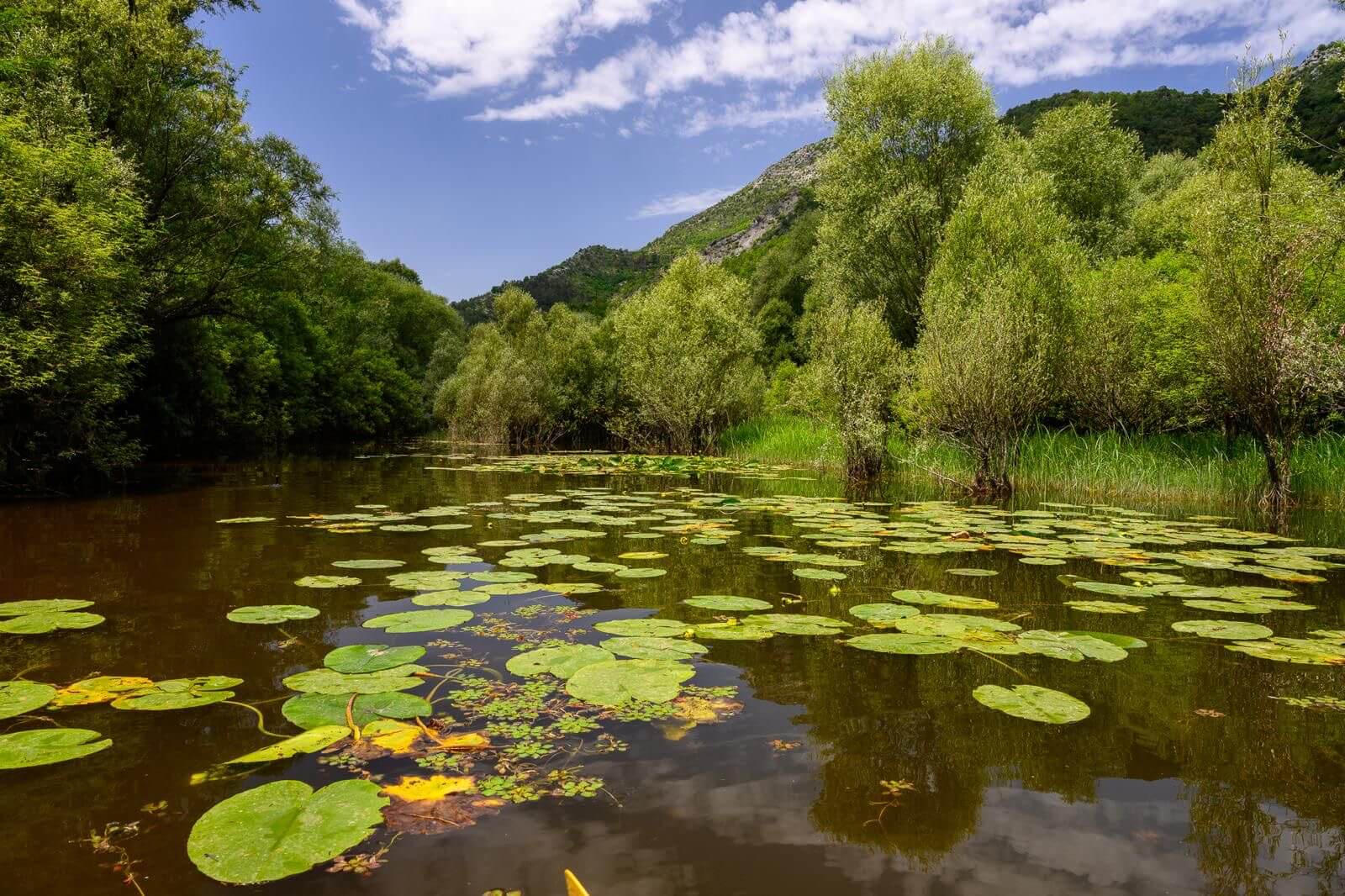 Paysage de zones humides du lac Skadar, Monténégro